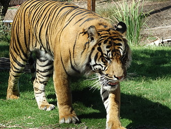 Majestic Tiger Walking on Green Grass in Zoo