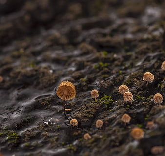 Tiny brown mushrooms growing on wet bark macro