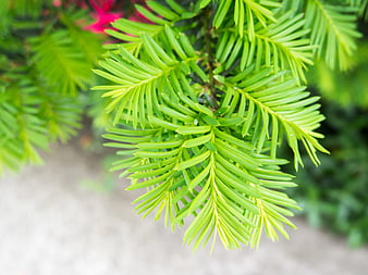 Close-up of vibrant green yew branch leaves