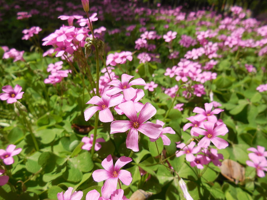 Pink Oxalis Flowers Blooming in a Sunny Garden