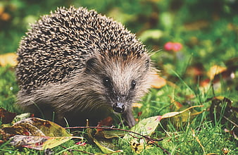 Wild Hedgehog Foraging In Autumn Grass And Fallen Leaves