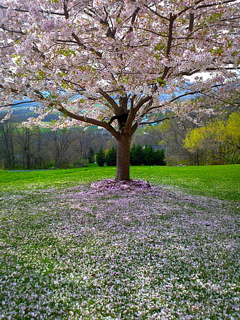 Blooming Cherry Tree in Green Meadow with Pink Petals
