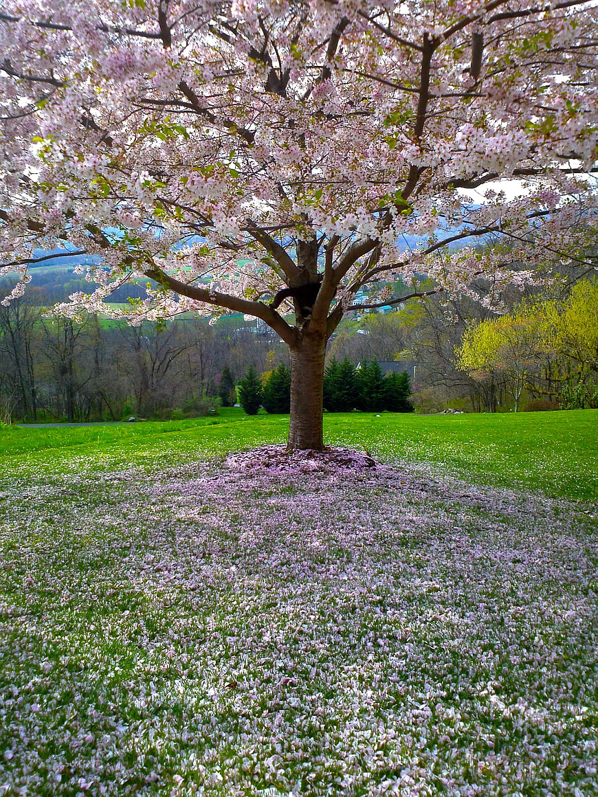 Blooming Cherry Tree in Green Meadow with Pink Petals