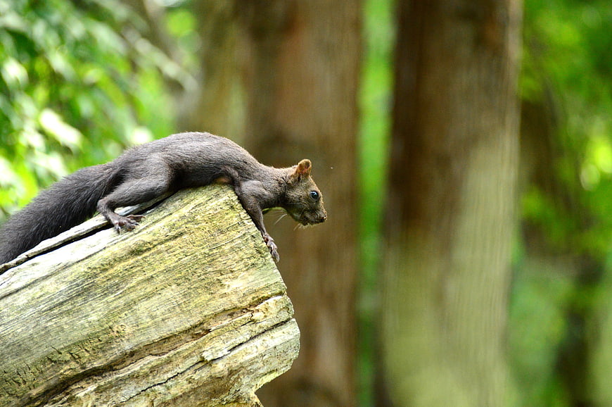 Black squirrel perched on weathered log in forest