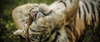 Close-up of a tiger cub scratching its face with a paw