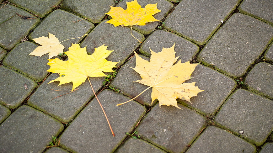 Yellow maple leaves on gray cobblestone pavement