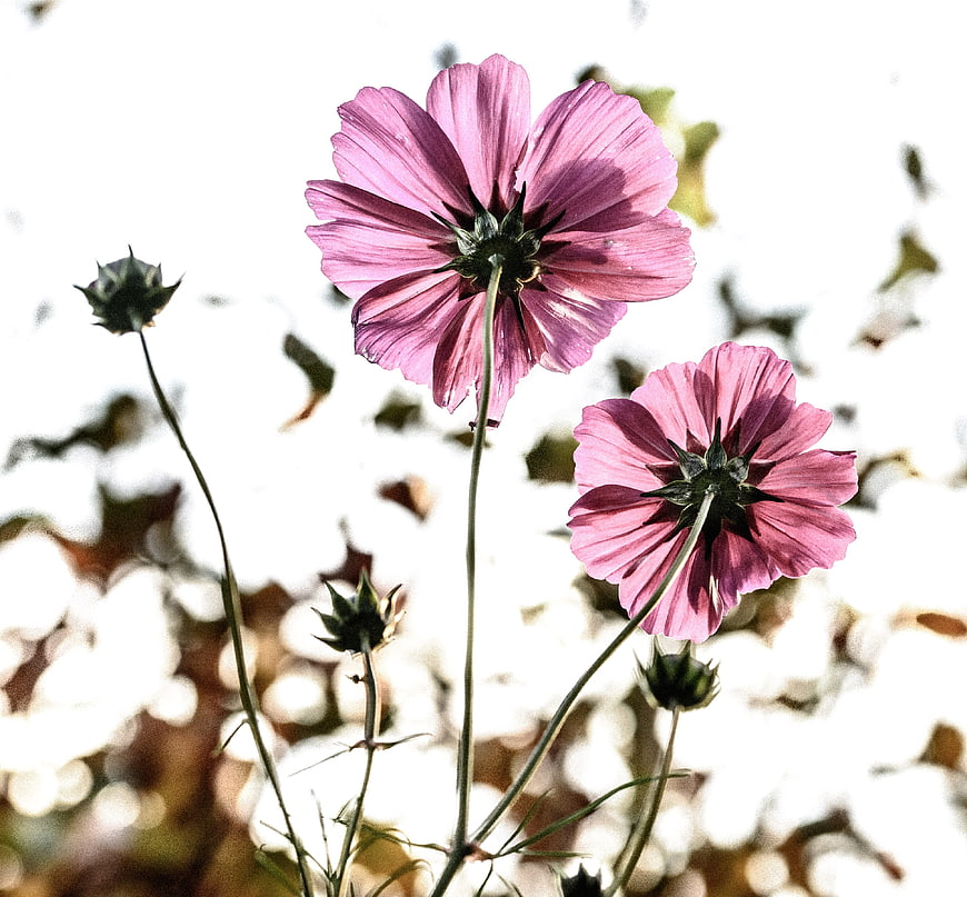 Pink Cosmos Flowers Backlit by Sunlight