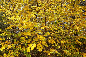 Vibrant Yellow Autumn Leaves on Tree Branches