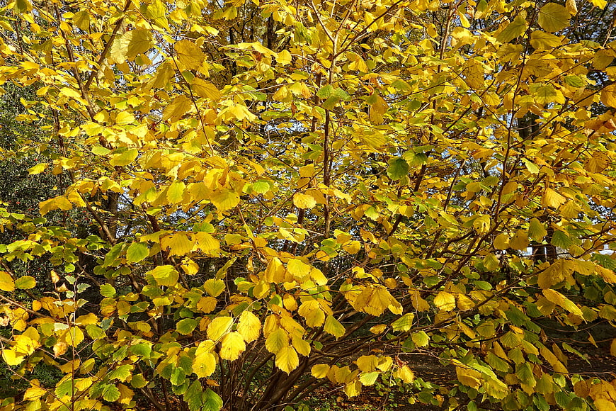 Vibrant Yellow Autumn Leaves on Tree Branches