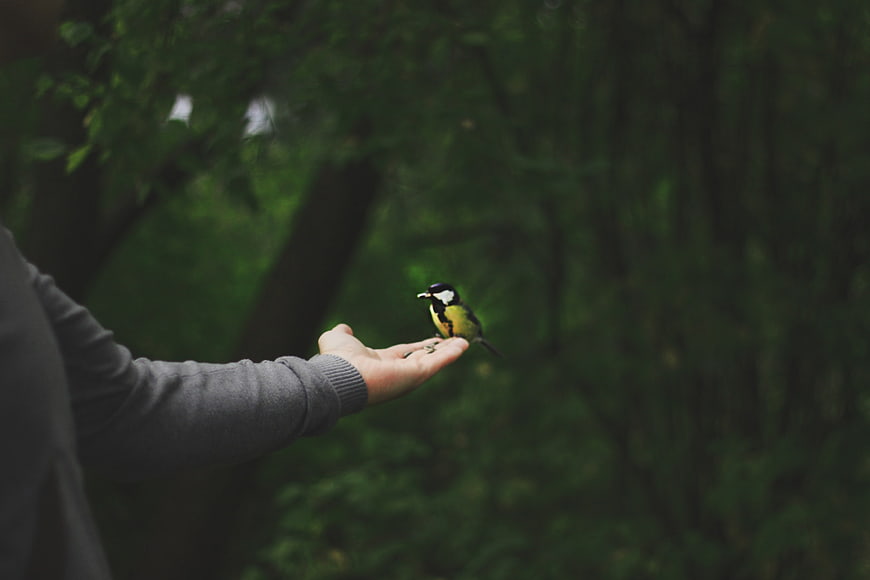 Great Tit bird perched on human hand in forest