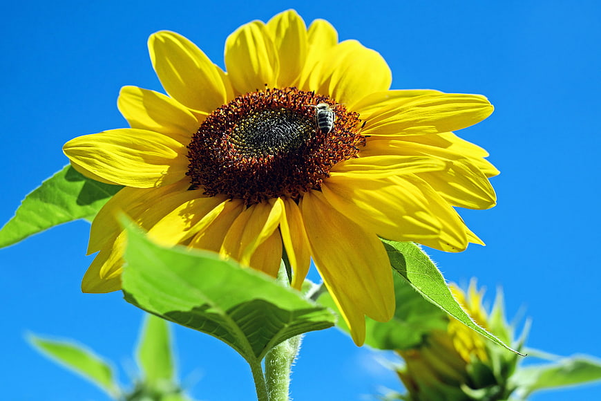 Sunflower with Bee on Blue Sky Background
