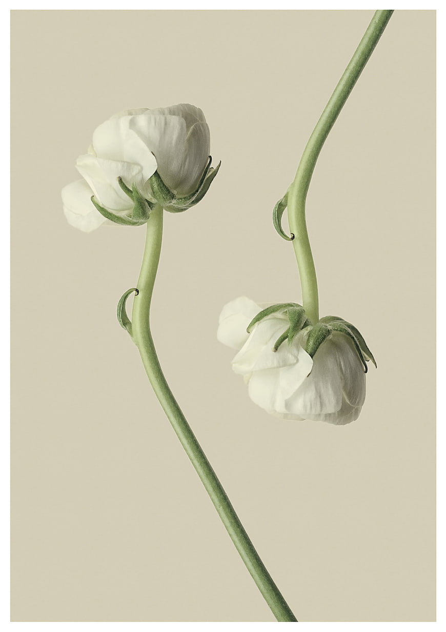 Minimalist White Ranunculus Flowers on Beige Background