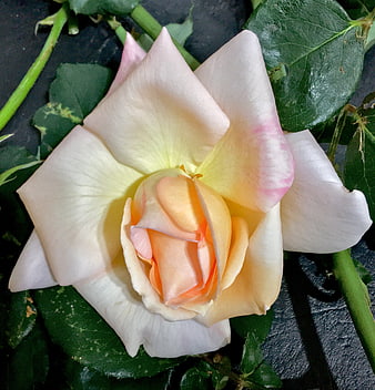 Close-up of a delicate white and pink rose with green leaves
