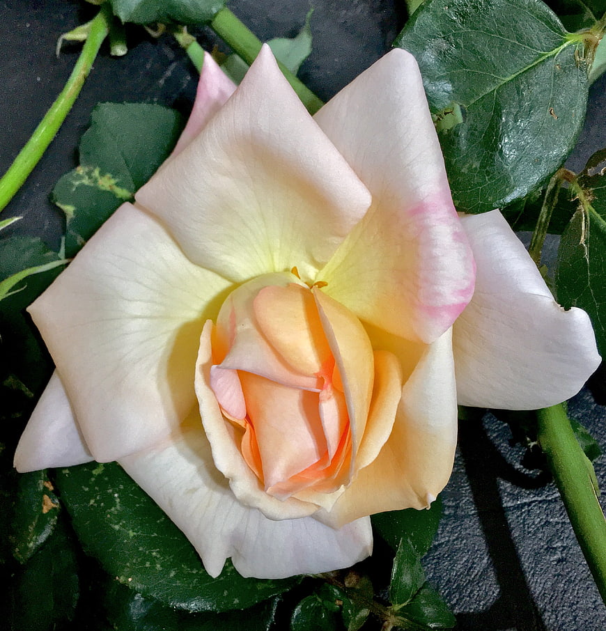 Close-up of a delicate white and pink rose with green leaves