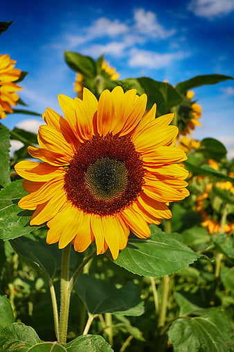 Vibrant Sunflower Close-Up Against Blue Sky