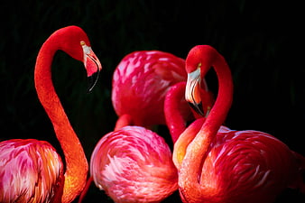 Vibrant Red Flamingos Against Dark Background