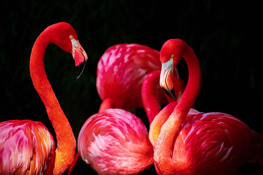 Vibrant Red Flamingos Against Dark Background