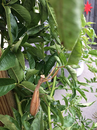 Brown Praying Mantis Camouflaged on Green Rose Bush Leaves