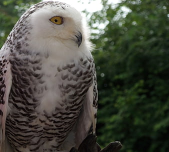 Close-up portrait of a snowy owl with yellow eyes