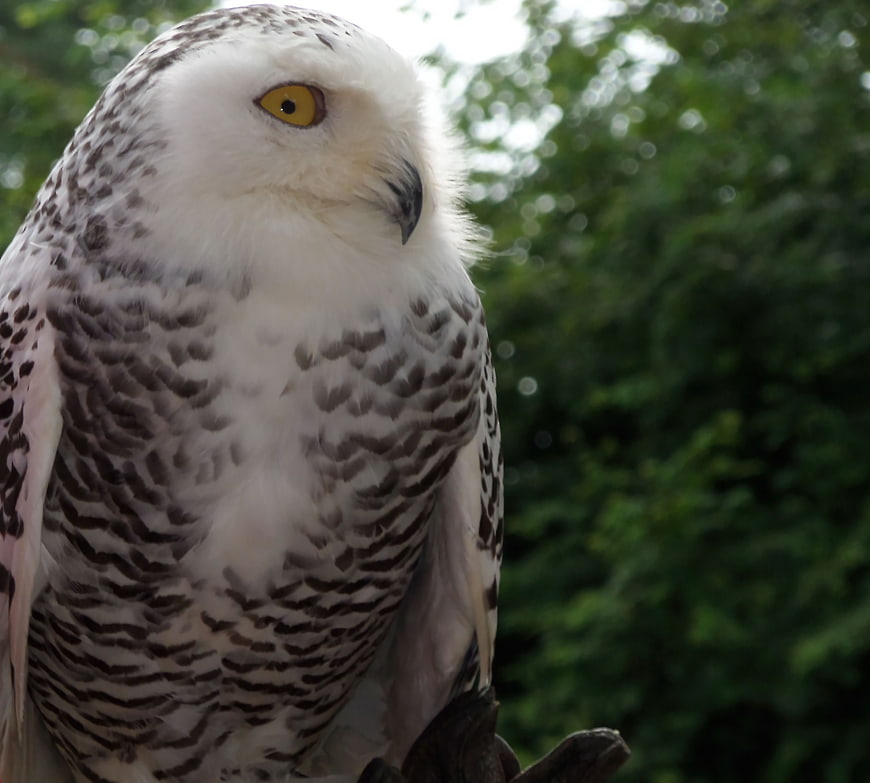 Close-up portrait of a snowy owl with yellow eyes