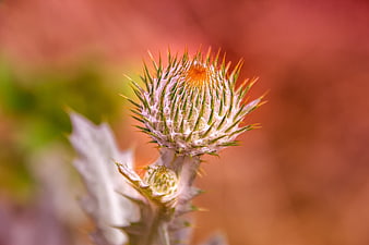 Close-up of a prickly thistle bud with soft background