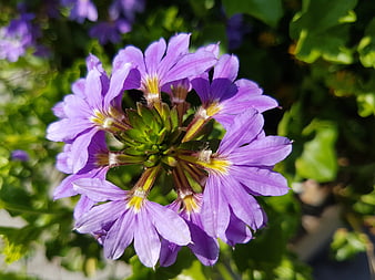 Close-up of vibrant purple lobelia flower cluster