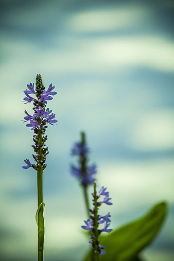 Close-up of purple water hyacinth flower against blurred background