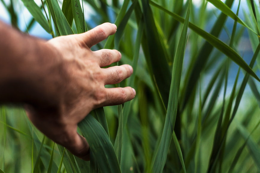 Close-up of hand touching green wheat stalks in field