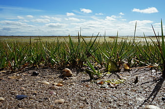 Low angle view of seashells and grass on a sandy beach