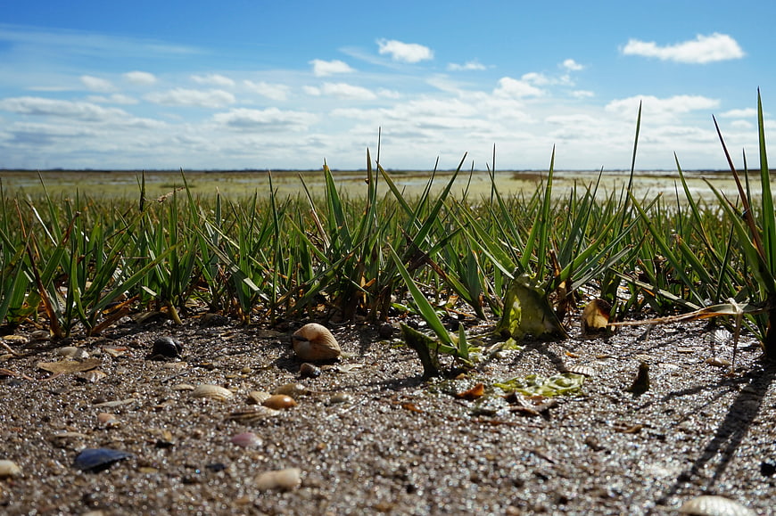 Low angle view of seashells and grass on a sandy beach