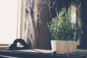 Zen incense smoke rising near potted plant