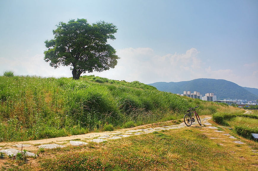 Lone Tree on Grassy Hill with Bicycle on Path