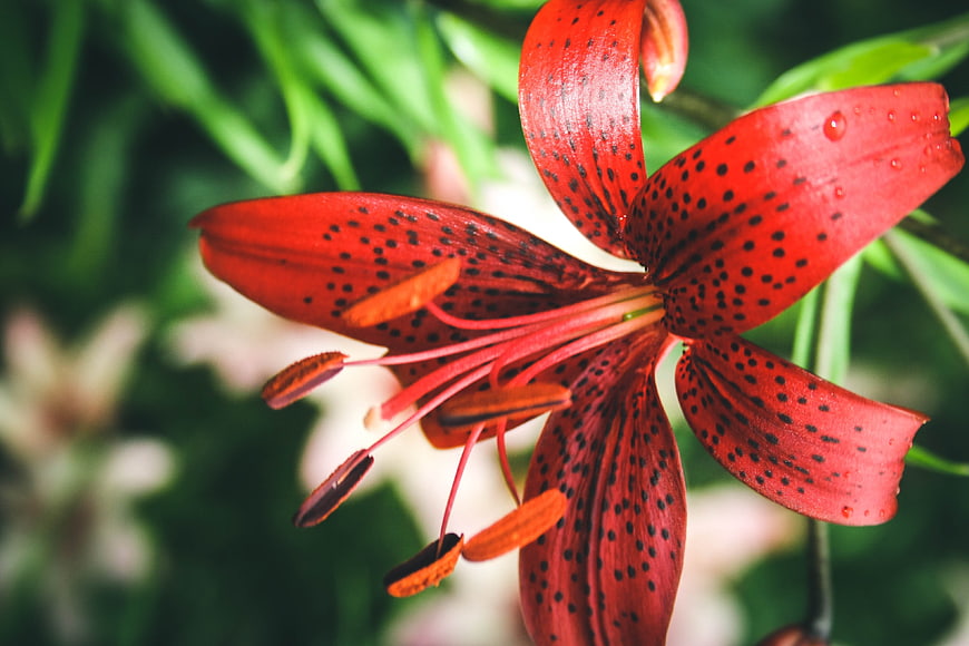 Close-up of vibrant red spotted lily with water droplets