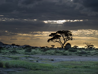 Dramatic African savanna landscape with acacia tree silhouette at sunset