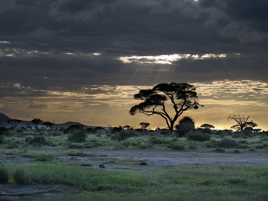 Dramatic African savanna landscape with acacia tree silhouette at sunset