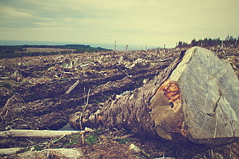 Deforestation landscape with large tree stump and logging debris