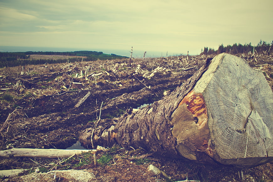 Deforestation landscape with large tree stump and logging debris