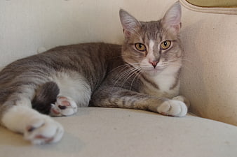 Relaxed Tabby Cat Lying on Beige Sofa