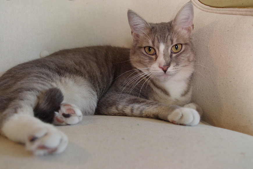 Relaxed Tabby Cat Lying on Beige Sofa