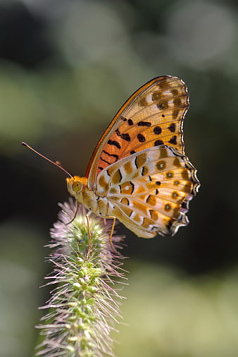 Indian Fritillary Butterfly Perched On A Fuzzy Green Plant Stem