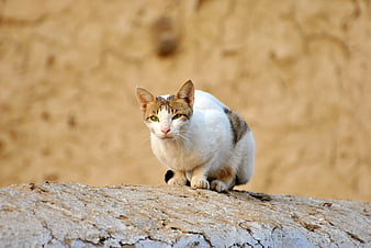 White and Tabby Cat Sitting on Textured Rock