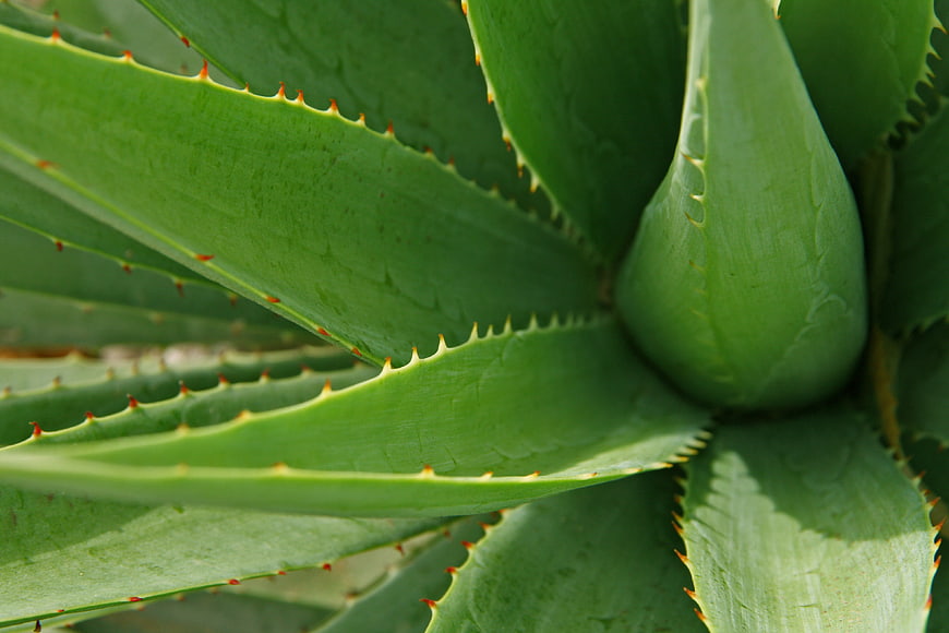 Close-up of green aloe vera leaves with spiky edges
