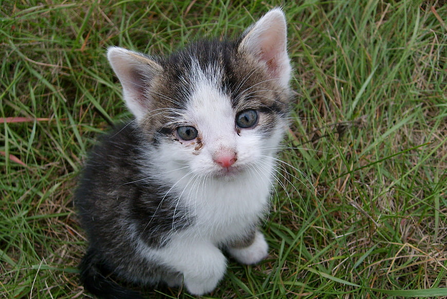 Cute Tabby and White Kitten Sitting in Green Grass