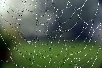 Macro Spider Web With Dew Drops Against Blurred Green Background