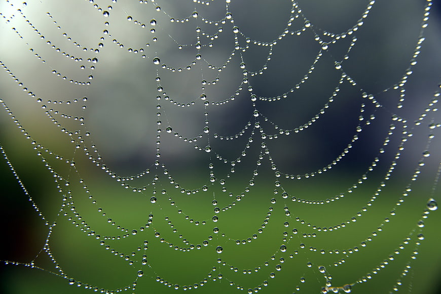 Macro Spider Web With Dew Drops Against Blurred Green Background