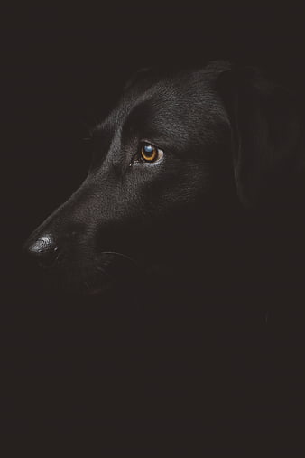 Dramatic low-key portrait of a black dog in profile