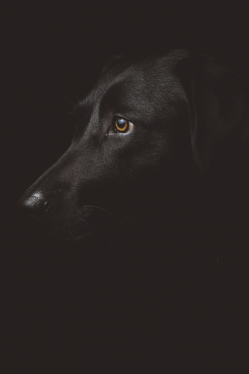 Dramatic low-key portrait of a black dog in profile