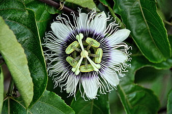 Close-up of a white and purple passion flower bloom