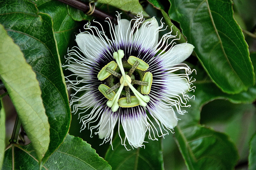 Close-up of a white and purple passion flower bloom