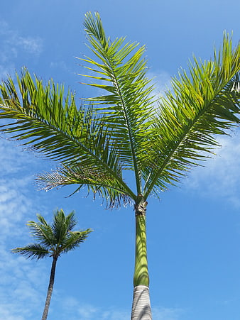 Low angle view of tall palm trees against blue sky